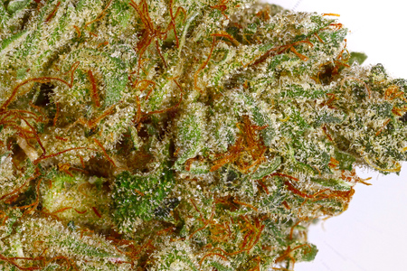 King Tut Kush image