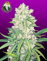 Super Silver Haze image