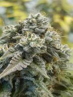 Bruce Banner #3 image