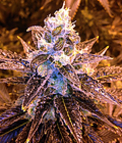 Purple Diesel image