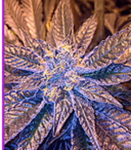 Purple Urkle image